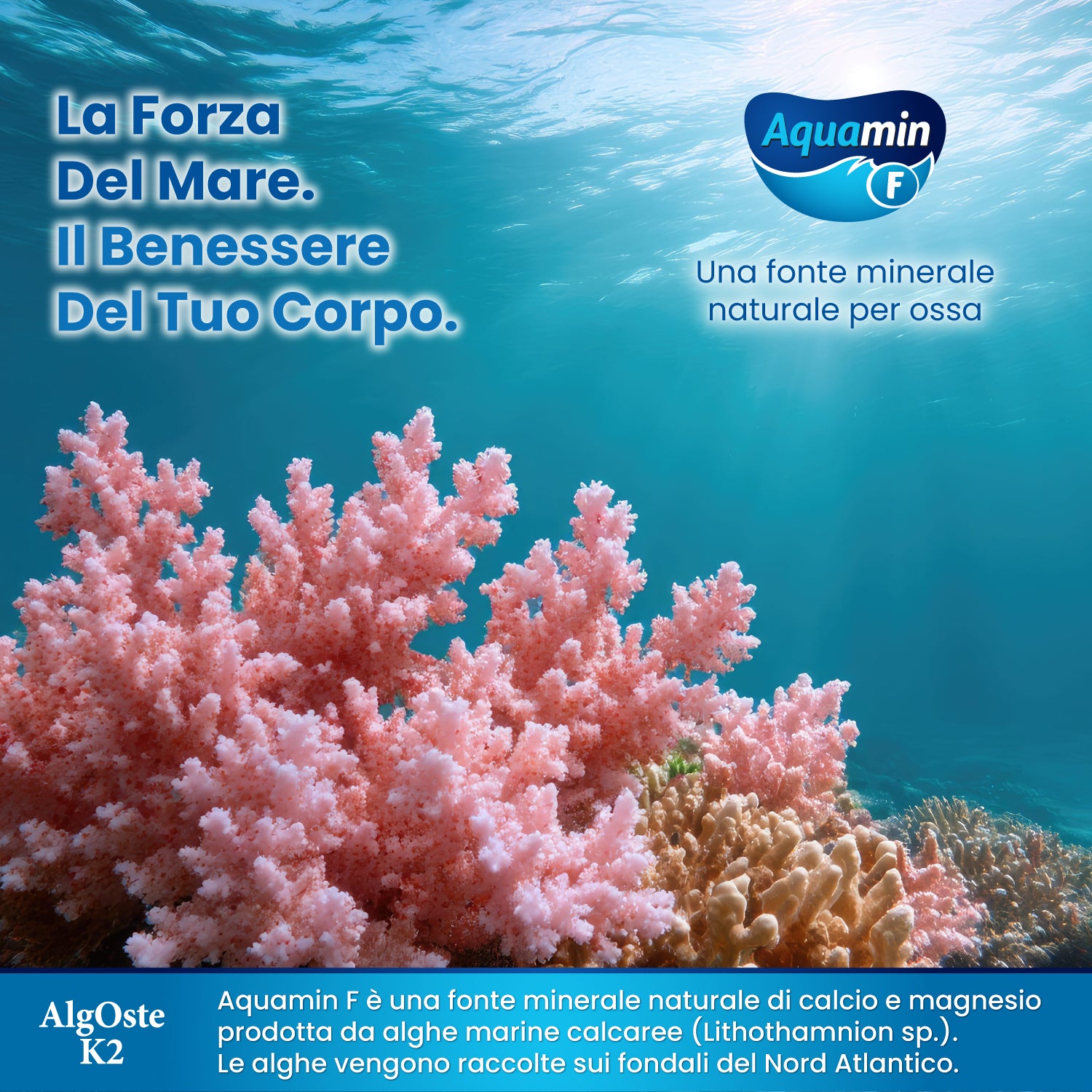 Sifar Nutra Bone Health Algoste K2 integratore ossa 120 compresse 2 box